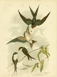 Willkommensschwalbe oder Pazifikschwalbe, 1891